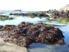 Pacifica Low Tide-05