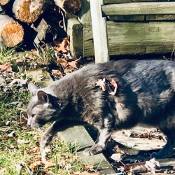 Shady Cat stalking the back yard