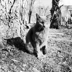 Shady-Cat-Jan-2021-4