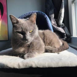 Shady-Cat-Jan-2021-6