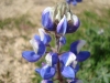 Lupine