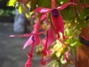 Fuchsias in bloom