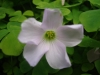 Pink flower