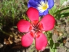 Red flower