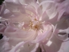 Rose close up