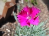 Bright pink flower