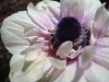  Anemone
