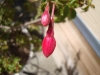 Fuchsia buds