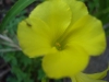 Yellow flower