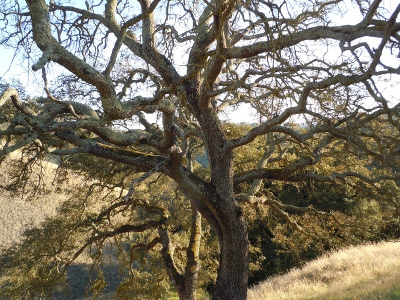 Majestic Oak