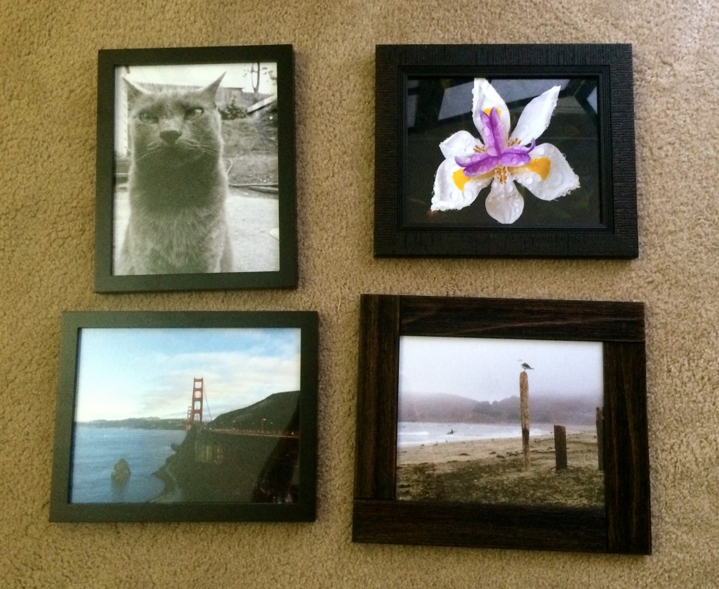 Top Left: Shady at Attention by Mark Bray - Top Right: Lily in the Morning by Darcy Rowley - Bottom Left: Into the City by Mark Bray - Bottom Right: Seagull and Surf by Darcy Rowley