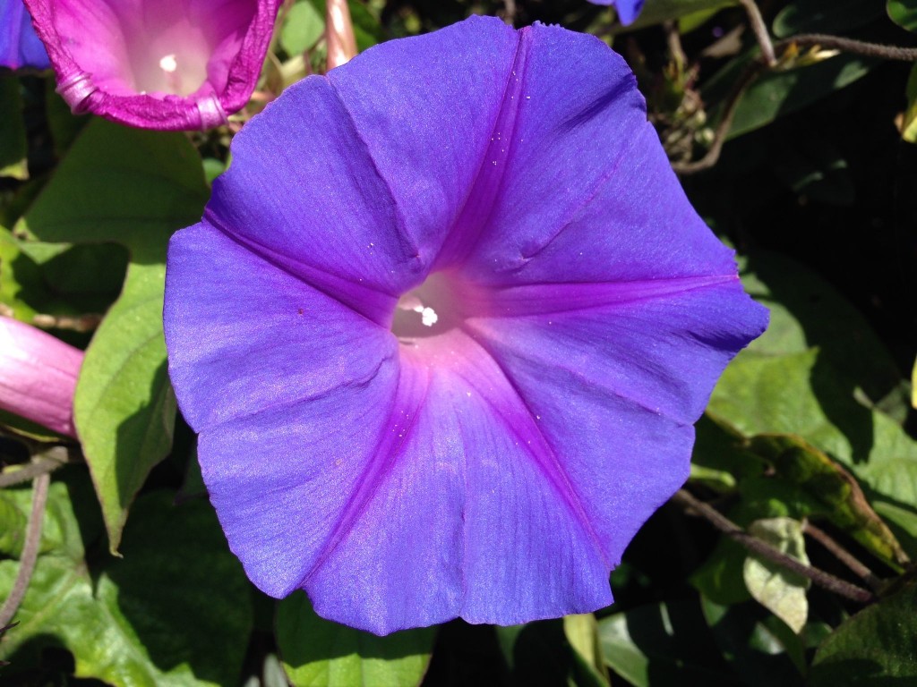 Purple Flower 141002 by Darcy Rowley IMG_0004