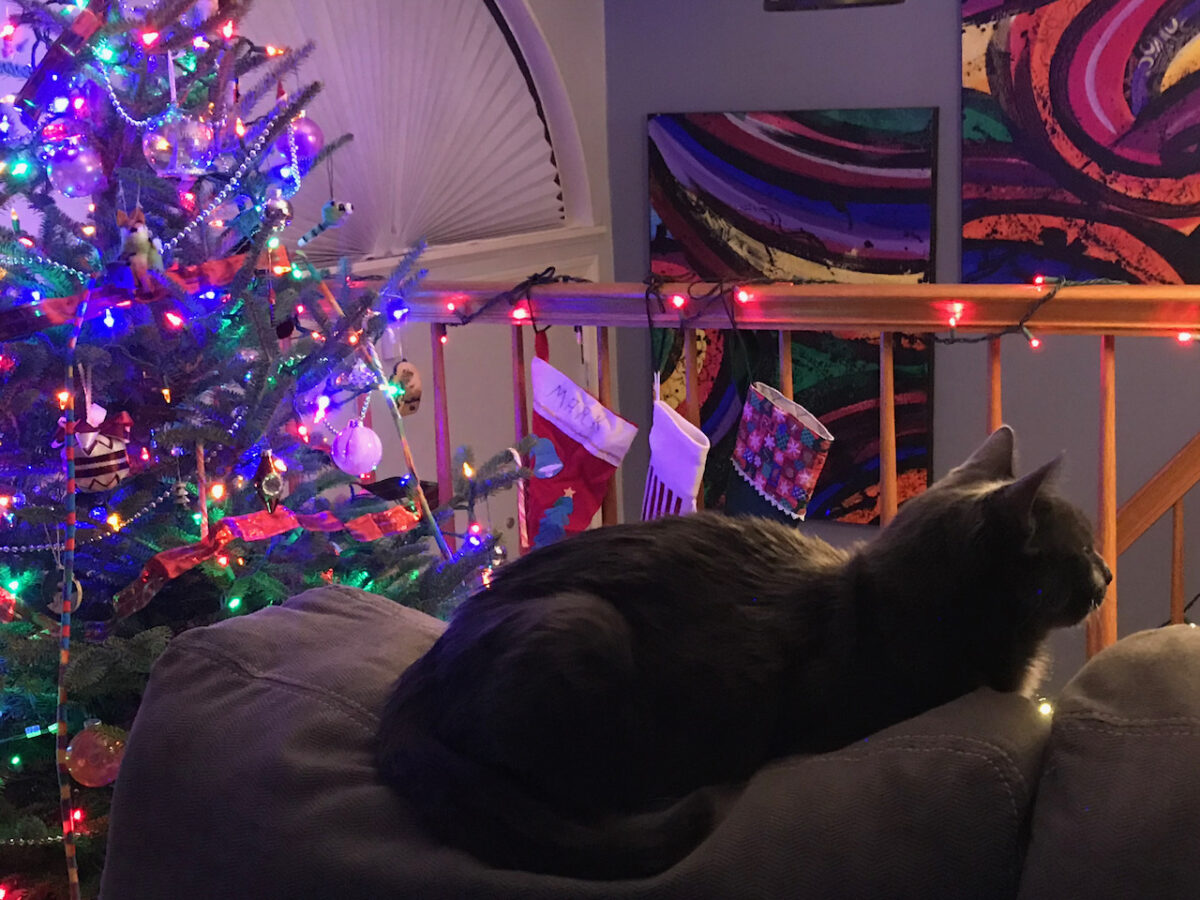 Shady Cat Enjoying The Warm Couch