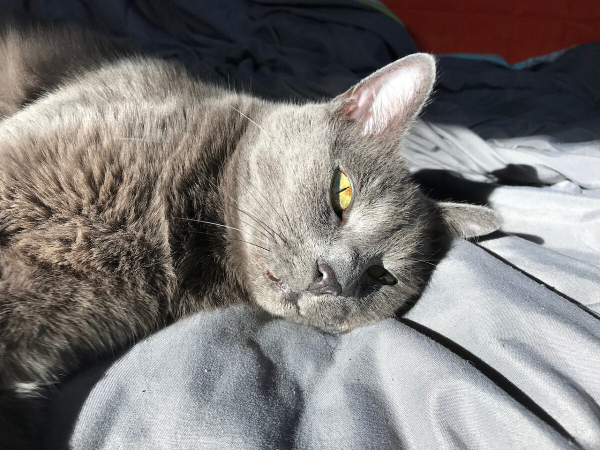 Shady Cat Enjoying 2021 – Caturday