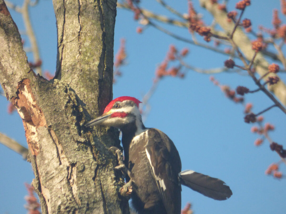 Woodpecker pecking