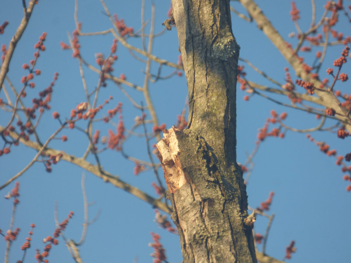 chopped limb from a pileated woodpecker