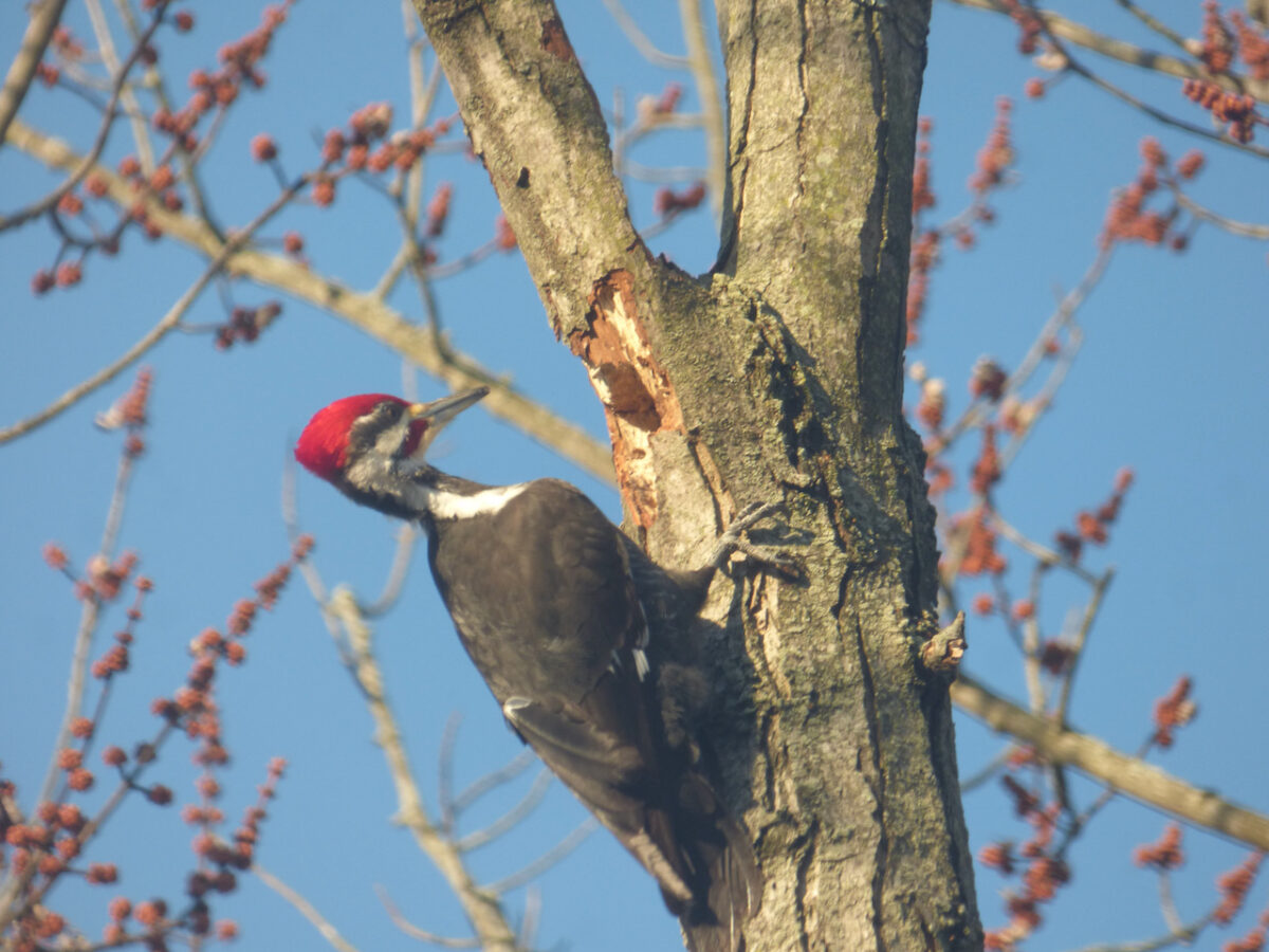 Pileated Woodpecker Trimming A Tree