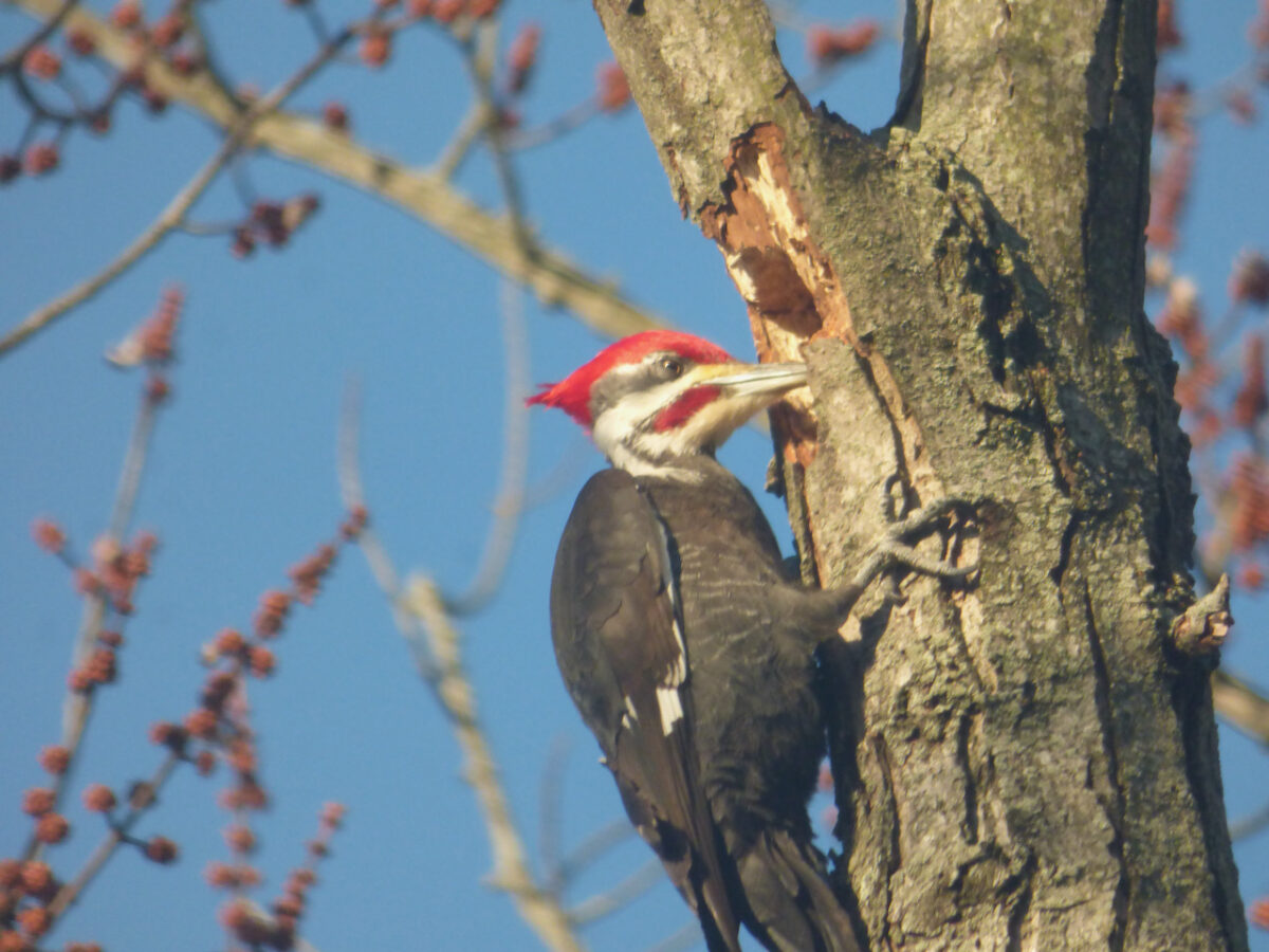 pileated woodpecker cutting down a limb