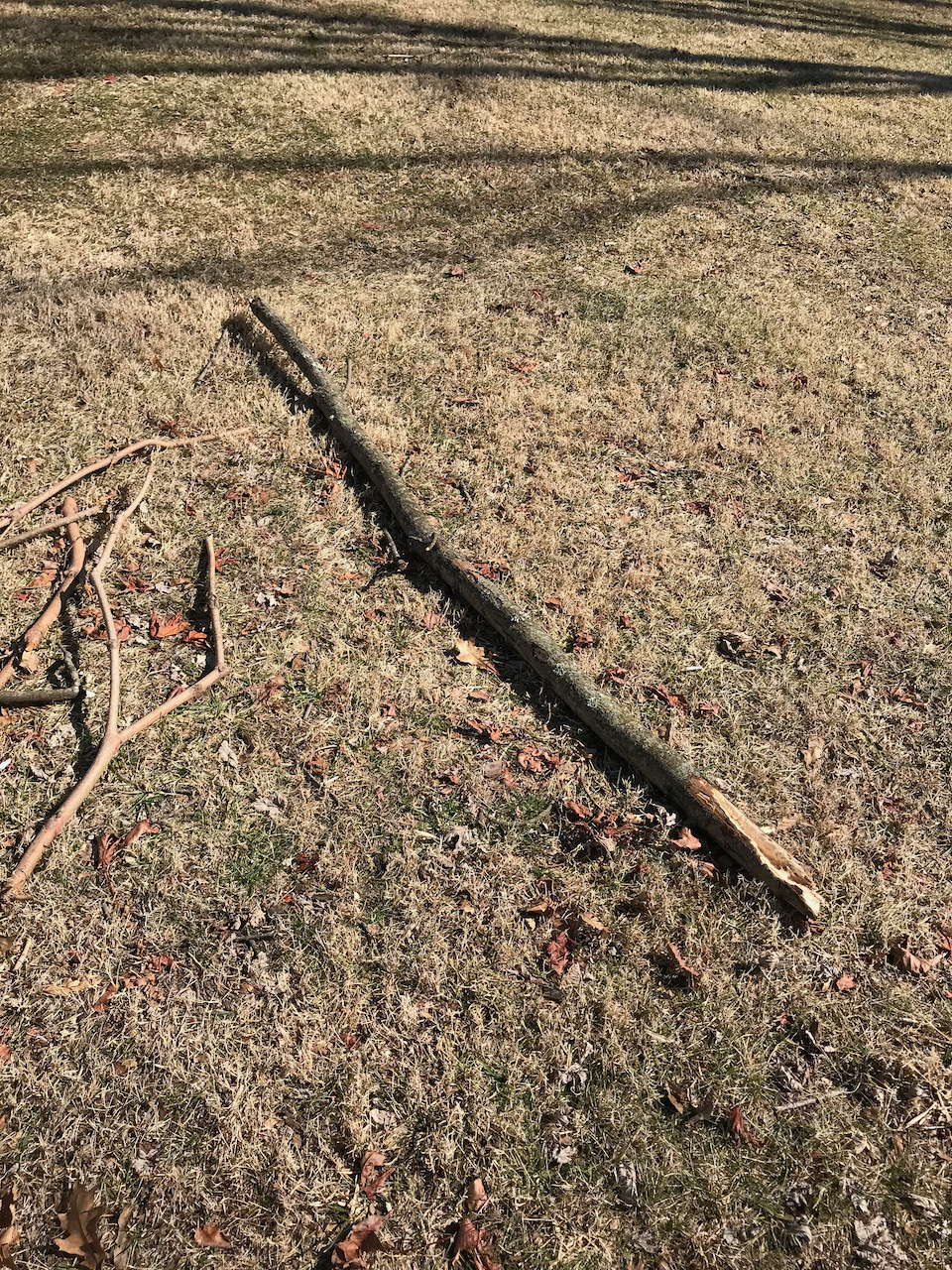 Limb chopped by Pileated Woodpecker