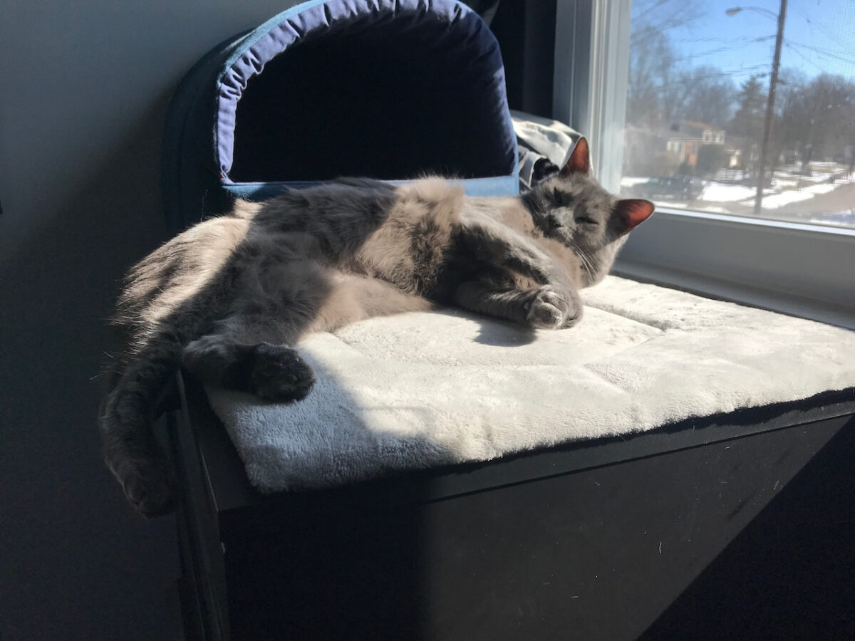Shady Cat enjoying the sun in the window
