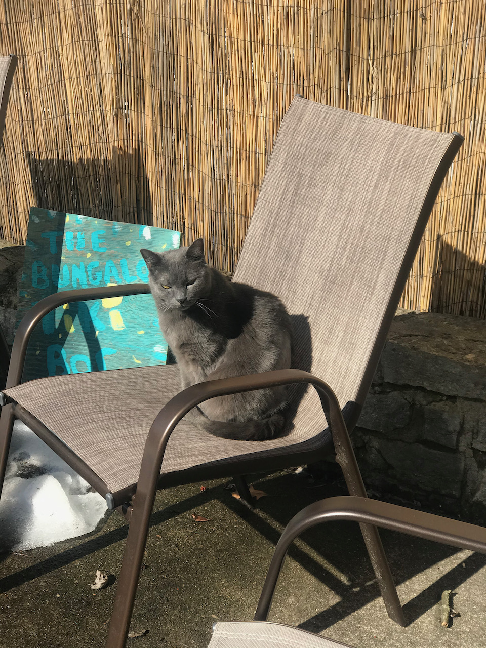 Shady Cat enjoying sitting in her chair outside