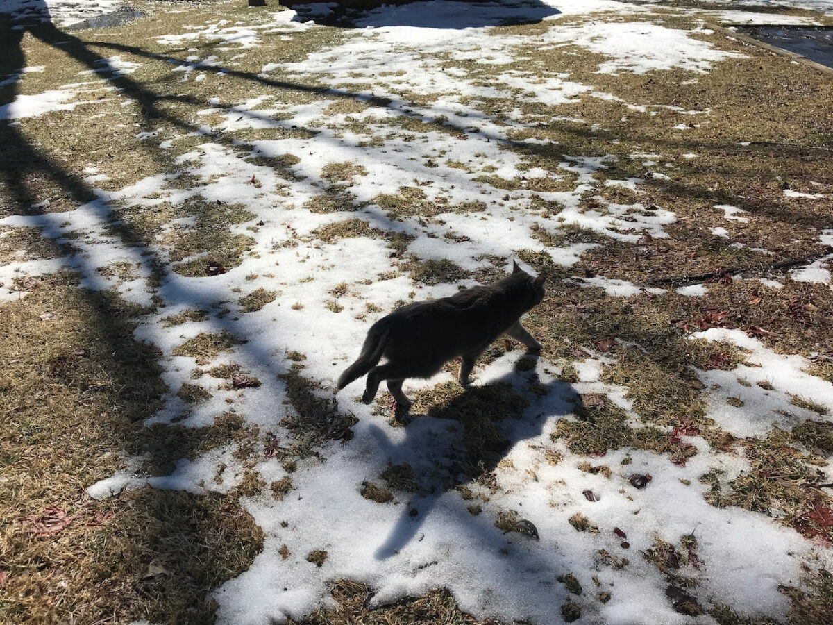 Shady Cat is glad the snow is going away