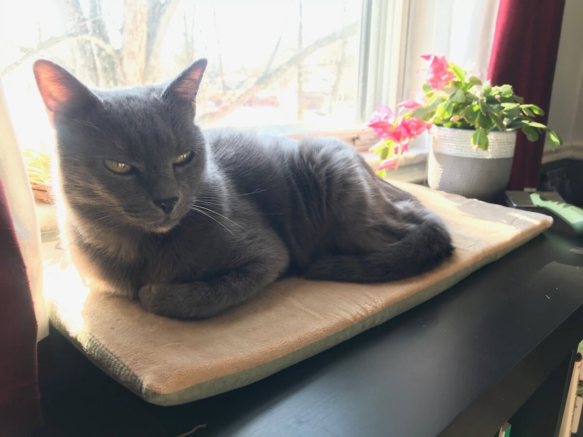 Shady Cat enjoying her window seat