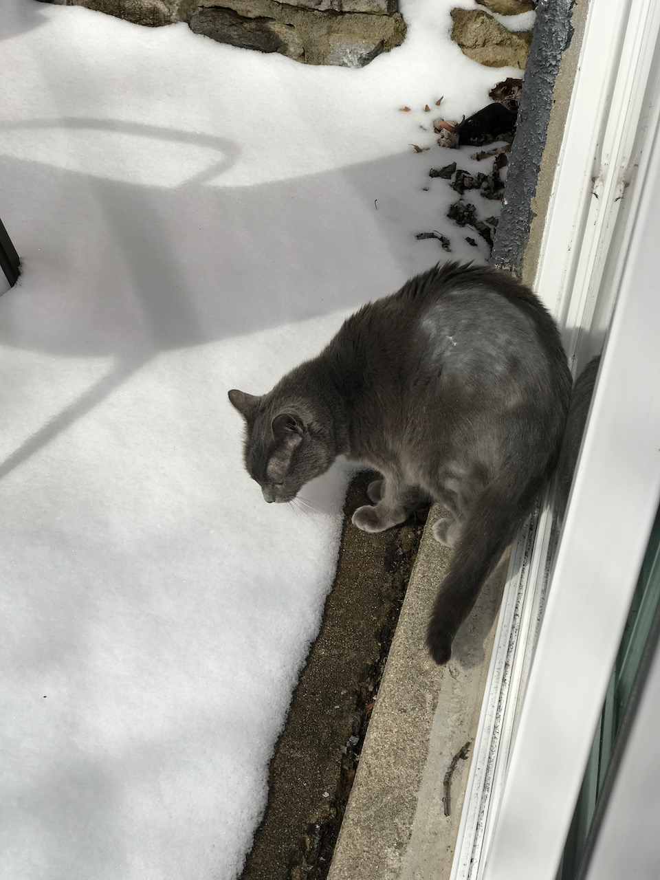 Caturday Snow Adventure And Some Art