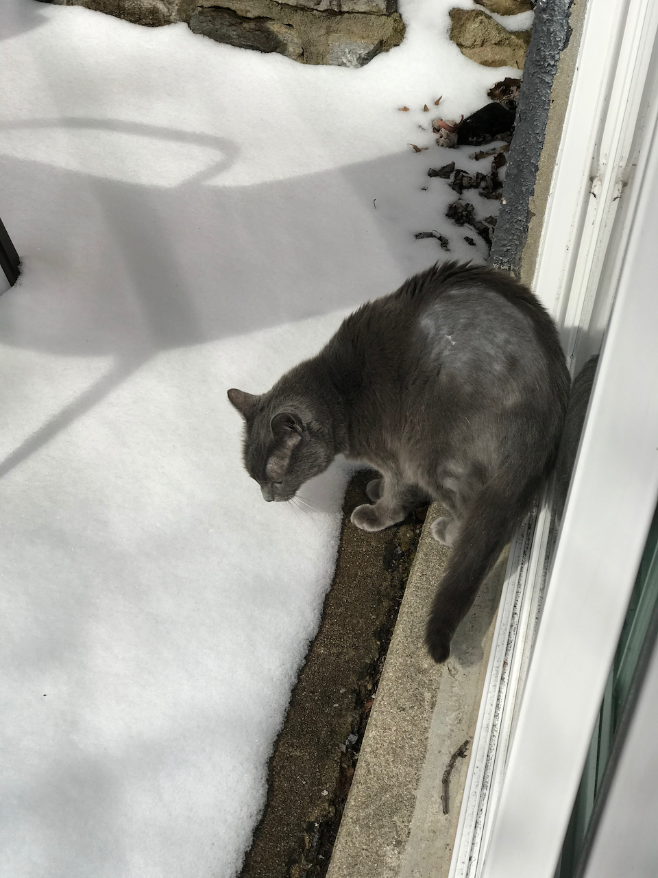 Caturday Snow Adventure with Shady Cat