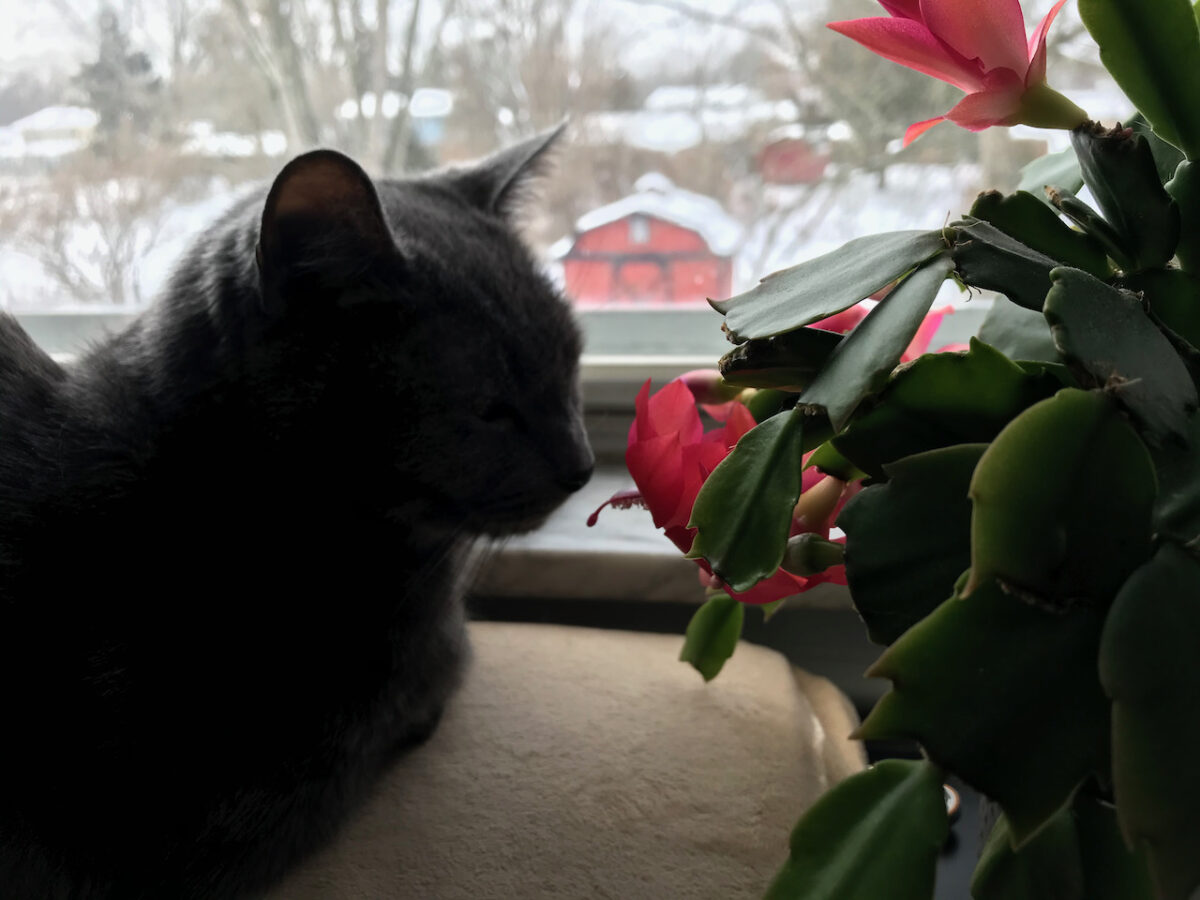Silhouette of Shady Cat with Christmas Cactus