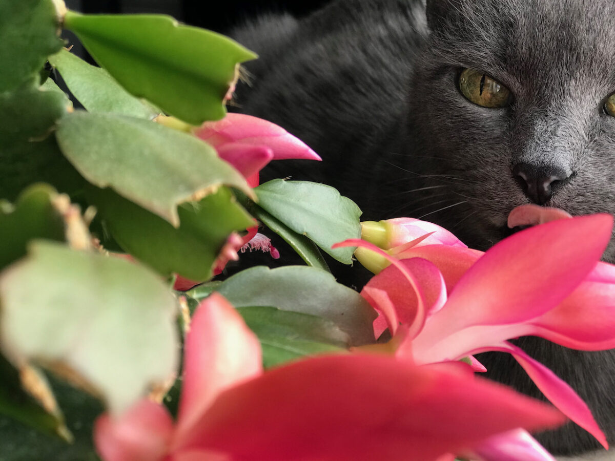 Shady Cat warming herself after a Caturday Adventure