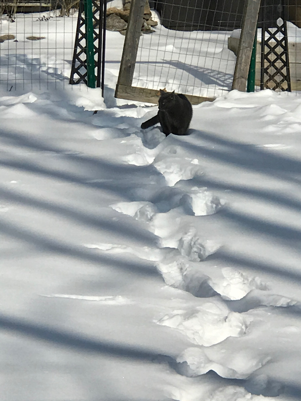 Caturday Snow Adventure with Shady Cat