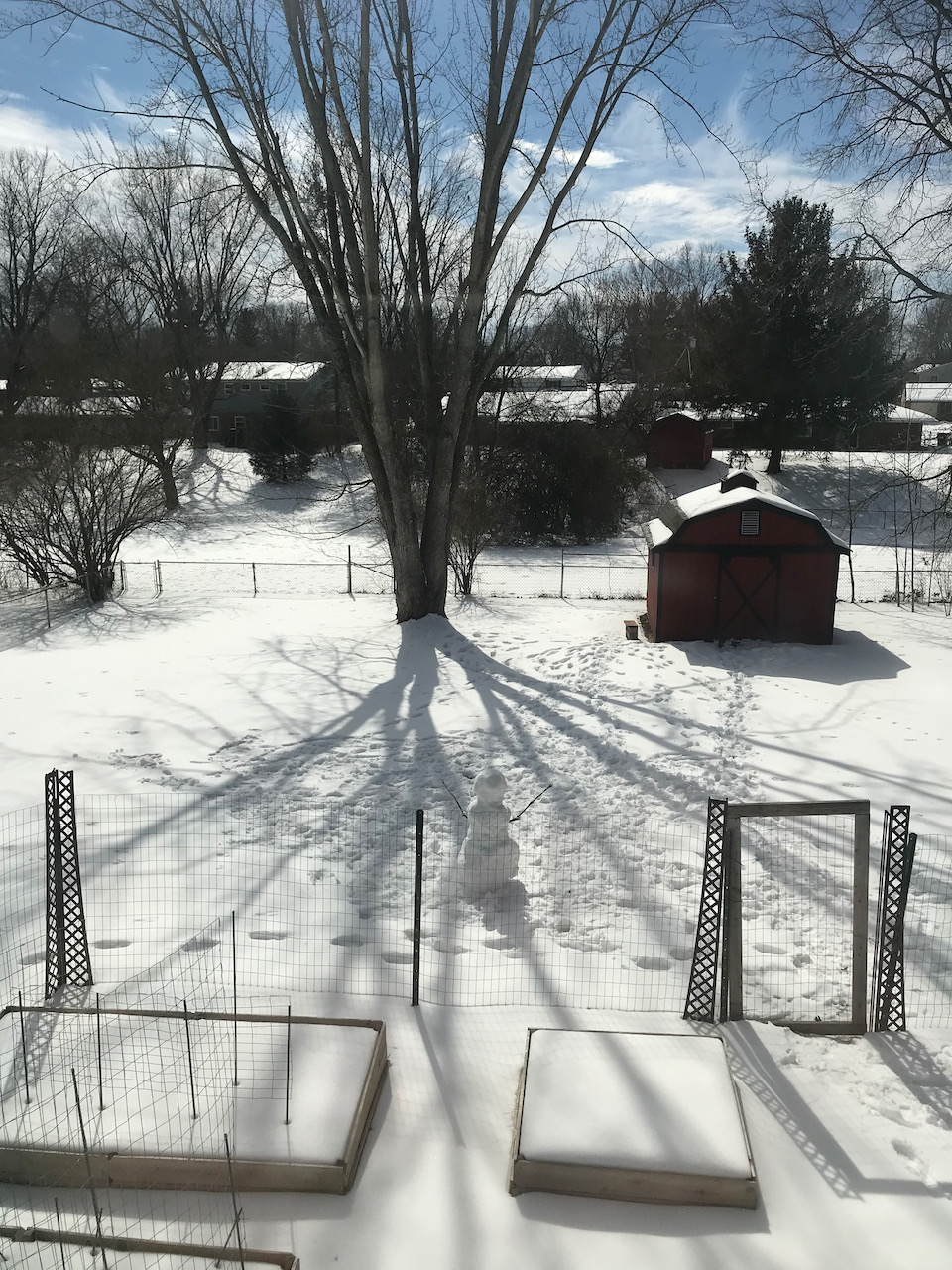 Big Tree Shadow