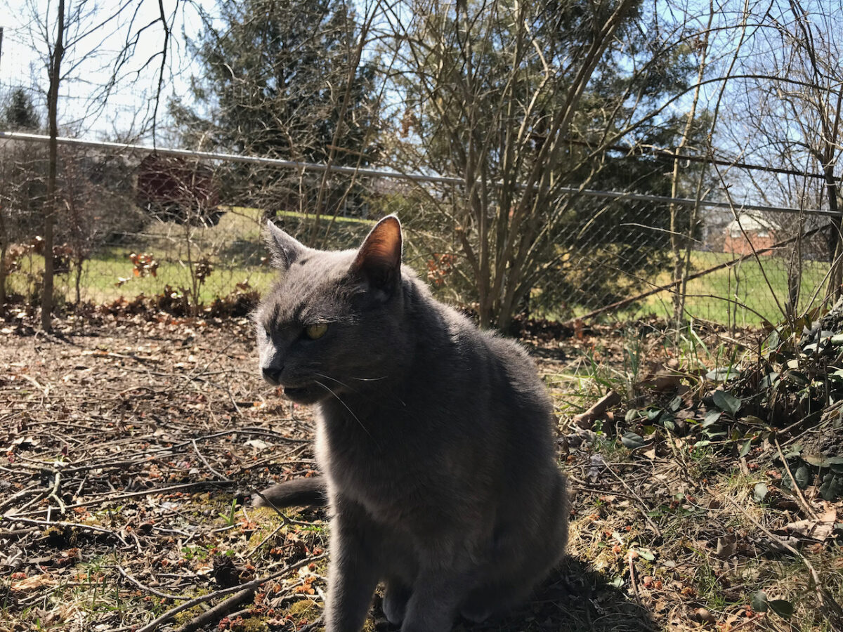 Shady investigating the yard