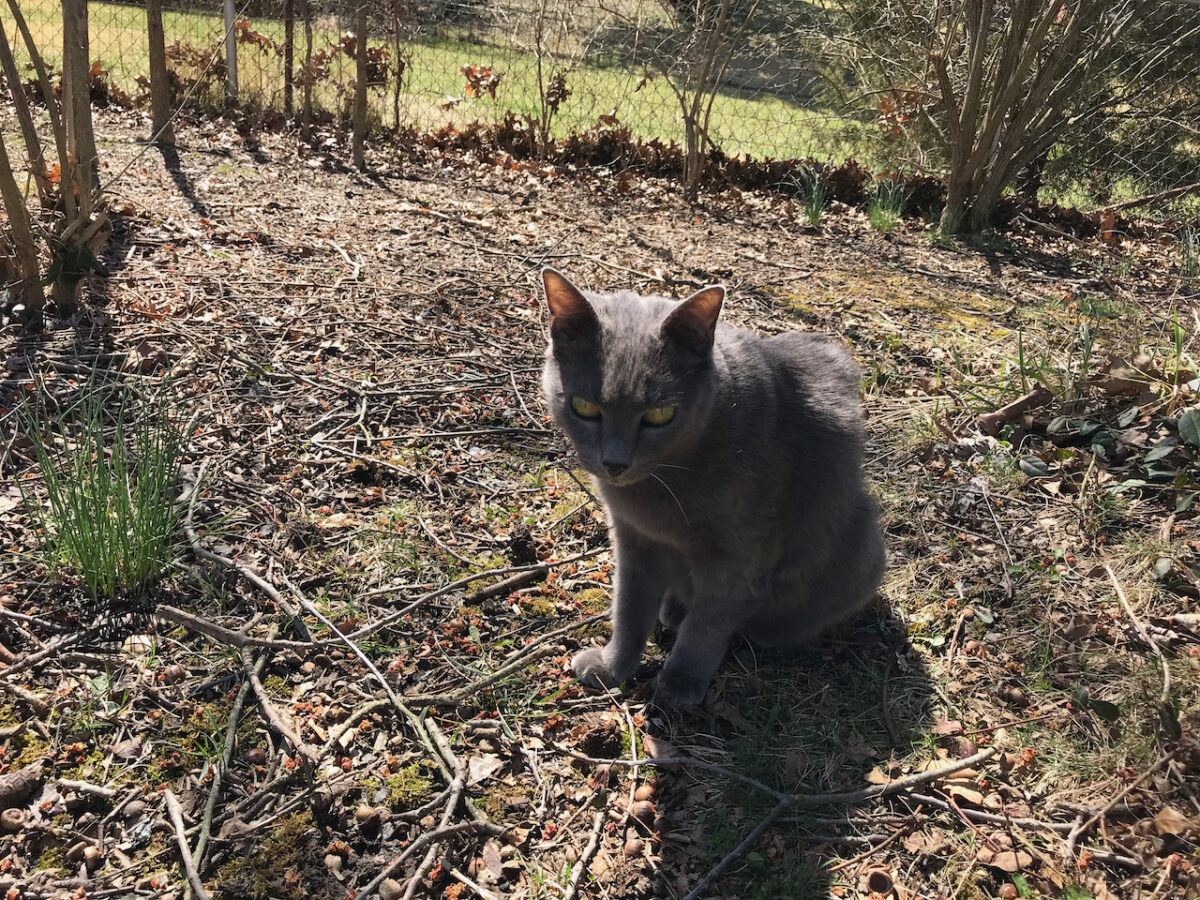 Shady loves the days getting warmer