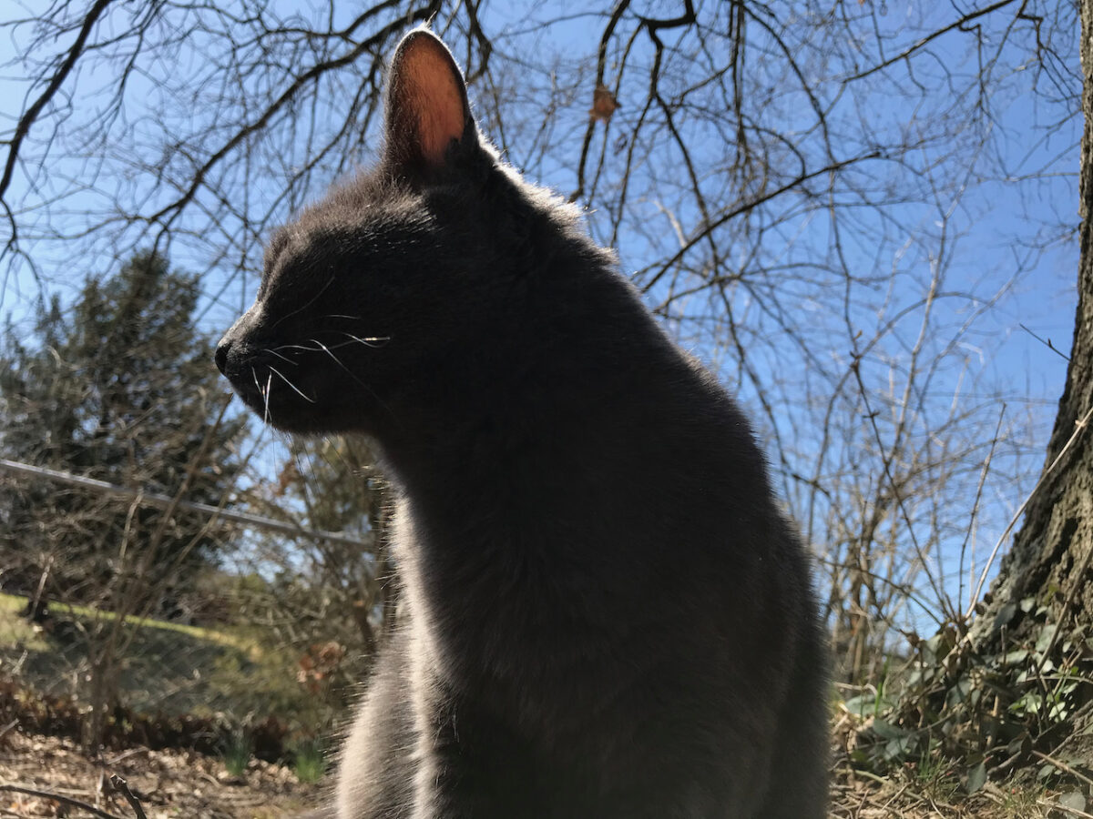 Shady Cat Enjoying Spring Solstice Shining in the sun