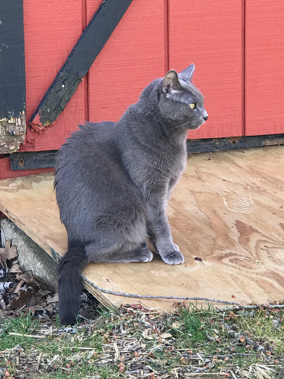 Shady Cat Enjoying Spring Solstice