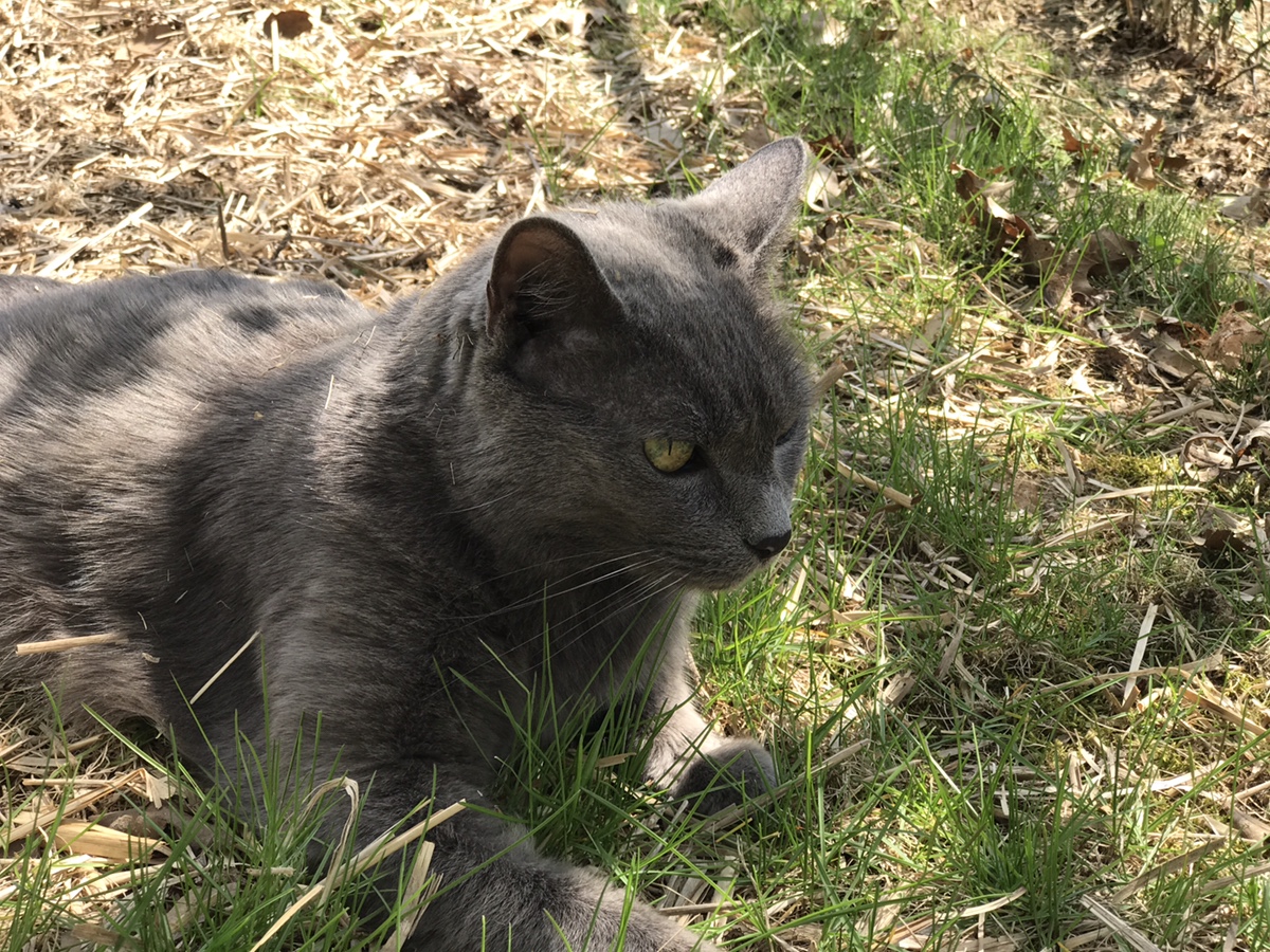 Shady Cat Enjoying Her Day